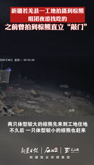 3只棕熊现身新疆一工地!此前曾拍到有熊直立“敲门”