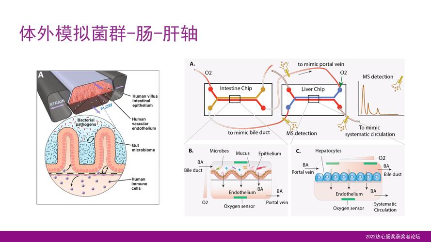 中新健康-中外研究团队合作破解肠道菌群结构密码