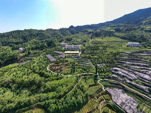 重庆开州建成中国最大的崖柏繁育基地