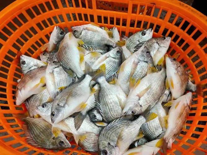 借助港珠澳大桥 珠海金湾黄立鱼“游”上港人餐桌