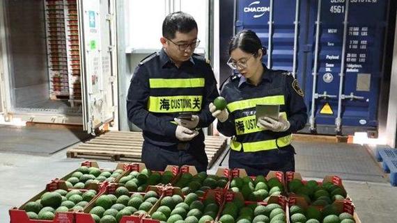 全国首批自南非进口牛油果从上海洋山口岸入境
