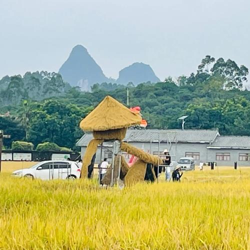 田间光影绘丰年 广西举办稻渔丰收节活动