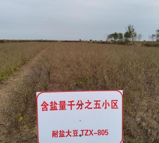 今年来泉州肖厝口岸黄大豆进口大幅度增长