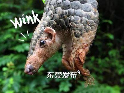 汕头南澳岛再发现中华穿山甲