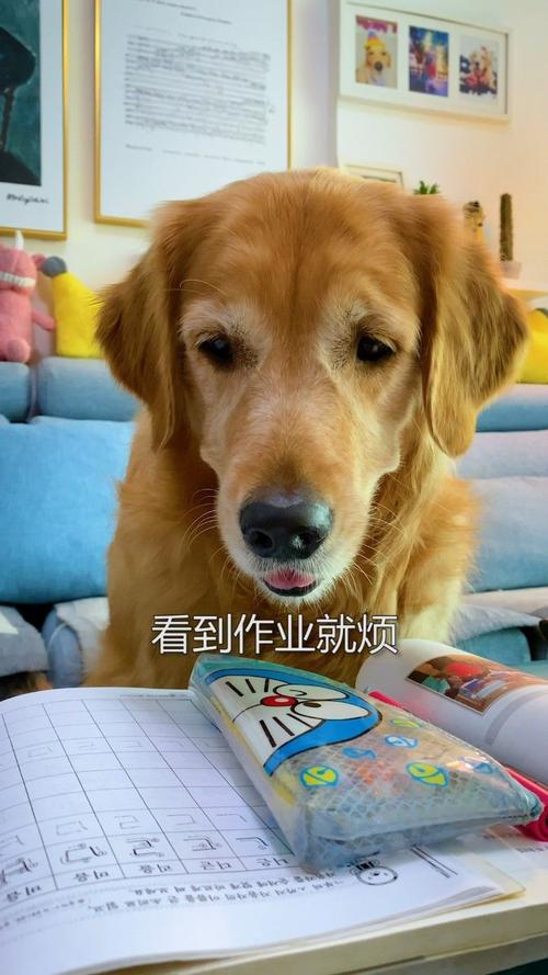 狗狗电视故障大全大全