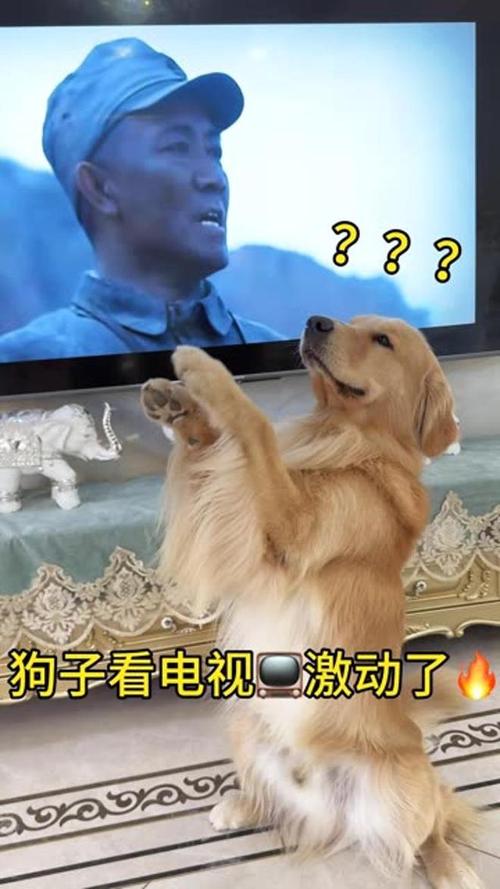 狗狗电视故障大全图片