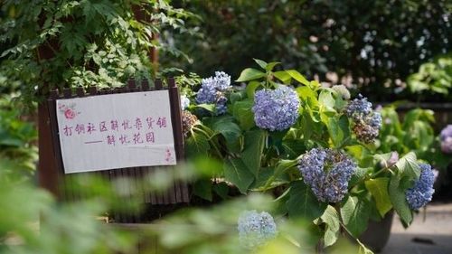 武汉绿色驿站进社区 居民共享生态家园