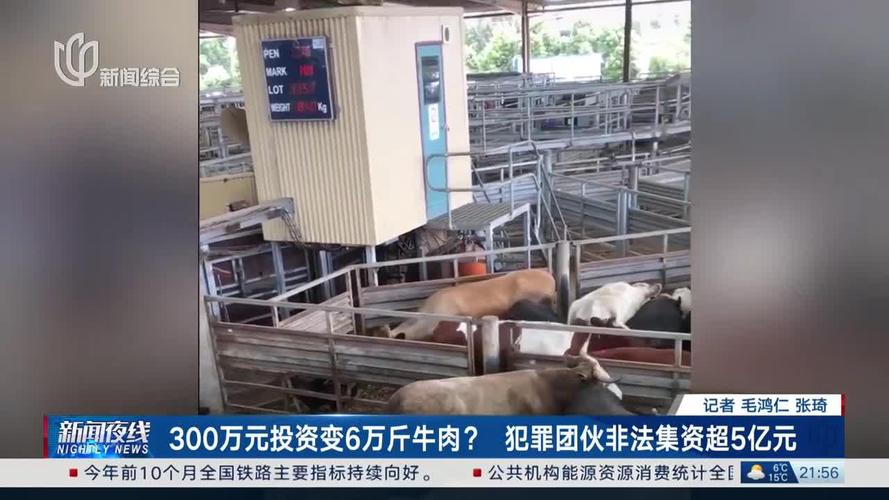 300万元变6万斤牛肉 吃不到也卖不了 什么情况?