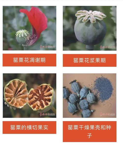售卖青菜时要注意辨别罂粟幼苗,这场禁毒宣传走进市场