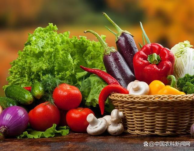 全国蔬菜生产继续保持良好势头 “菜篮子”产品稳产保供基础牢固
