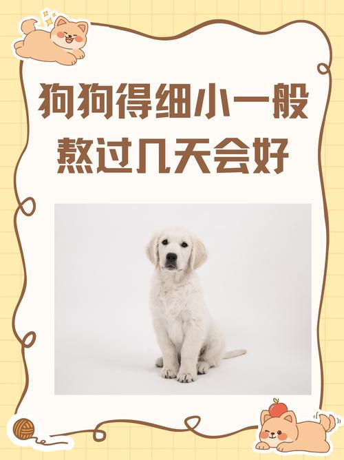 狗狗电视故障大全,你知道怎么解决吗?