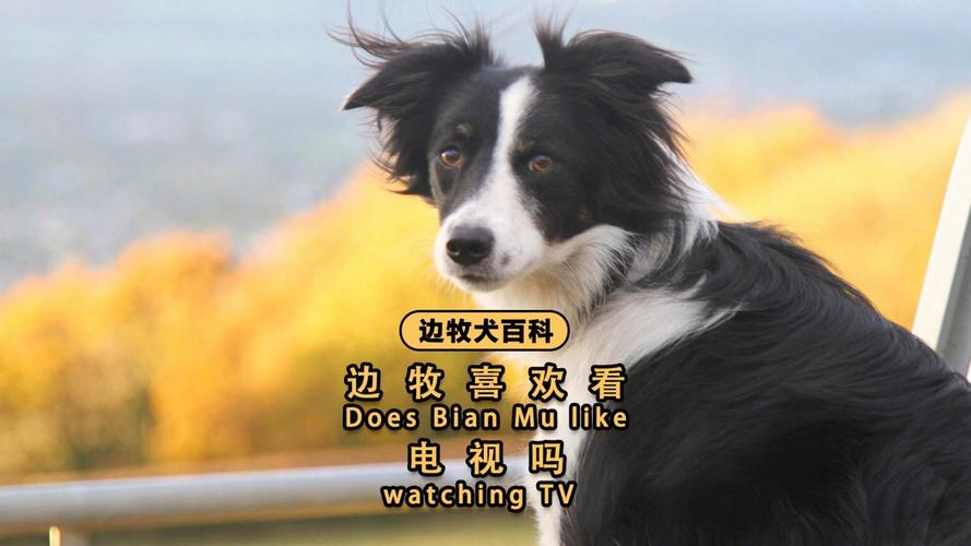 狗狗电视故障大全大全