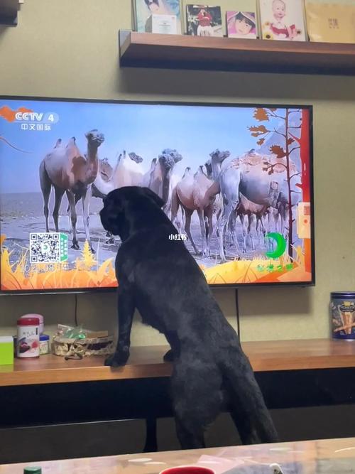 狗狗电视故障大全图片